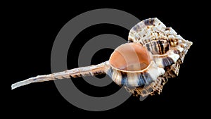 Murex Haustellum Shell on Black background