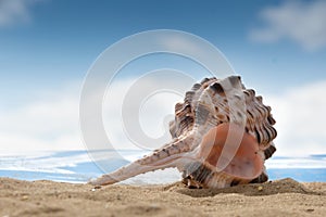 Murex Haustellum are unique lovely coloured delicate shells on the sand.