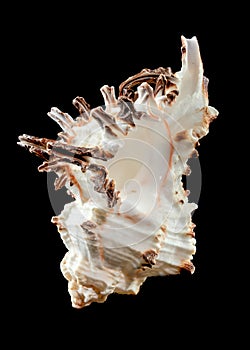 Murex Indivia Longspine Shell on a black background