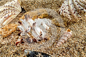 Murex Indivia Longspine Shell on the sand