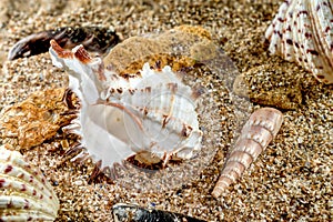 Murex Indivia Longspine Shell on the sand