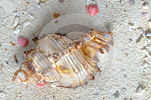 murex and pink botton seashells