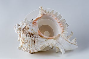 Murex Sea Shell photo