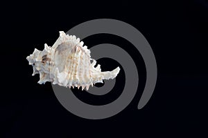 Murex Sea Shell photo