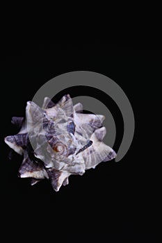 Murex sea shell on black background
