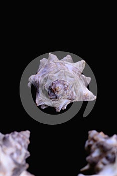 Murex sea shell on black background