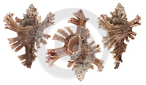 Murex sea shell isolated