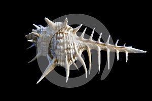Murex Seashells