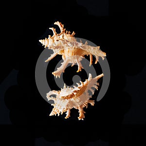 Murex Seashells. Pacific Seashells