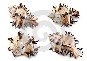 Murex shell, different angles, close-up, isolated on white background, horizontal, close-up