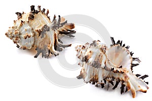 Murex shell, different angles, close-up, isolated on white background, horizontal, close-up
