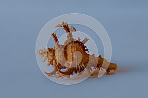 Murex Shell. Murex Snail