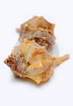 Murex shell photo
