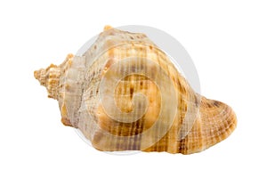 Murex snail shell photo