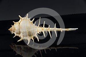 Murex trapa Beautiful sea shell on a black background