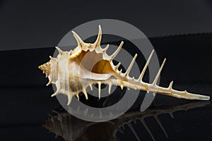 Murex trapa Beautiful sea shell on a black background