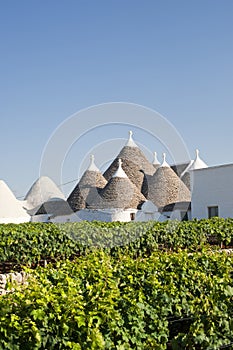 Murge (Apulia, italy) - Trulli and vines