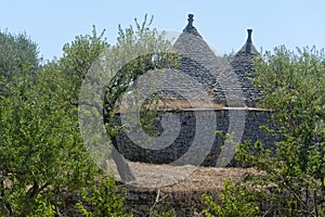 Murge (Apulia) - Trulli and olive trees