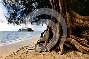 Muri Lagoon in Rarotonga Cook Islands photo