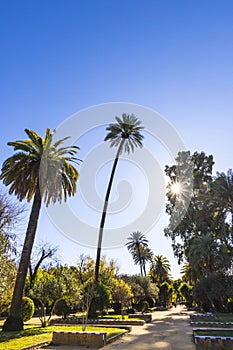 Murillo Gardens Jardines de Murillo in Seville city, Spain photo