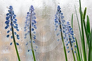 Murine hyacinth against a background of a wet window