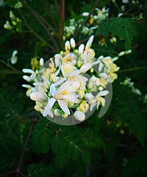 A muringa flowers