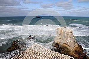 Muriwai Beach Gannet Colony 2