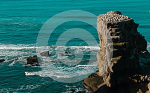 Muriwai Gannet Colony, Muriwai Regional Park, near Auckland,North Island , New Zealand