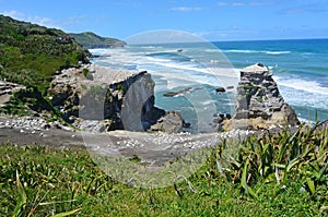 Muriwai gannet colony - New Zealand