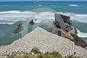 Muriwai gannet colony - New Zealand