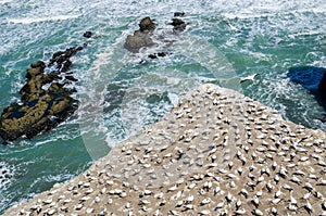 Muriwai Gannet Colony which is located at Muriwai Regional Park,New Zealand.