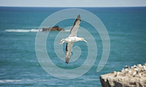 Muriwai Gannet Flight