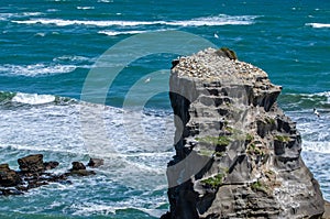 Muriwai Regional Park, New Zealand