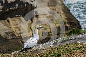 Muriwai Regional Park, New Zealand