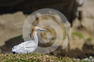 Muriwai Regional Park, New Zealand