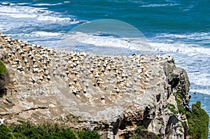 Muriwai Regional Park, New Zealand