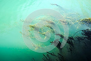 Murky ocean water and sea grass