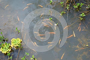 A murky pond filled with small gold colored fishes and some water plants