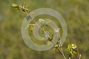 A branch of Karelian birch with young leaves on a blurred background of green grass.