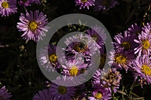 The murmur fly sits on a purple flower