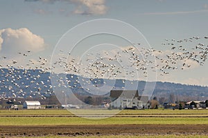 Murmuration Of Canadian Snow Geese in the Skagit Valley, Washington.