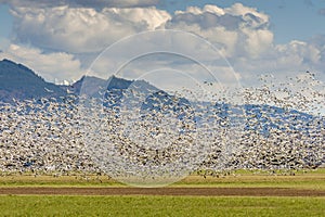 Murmuration Of Canadian Snow Geese in the Skagit Valley, Washington.