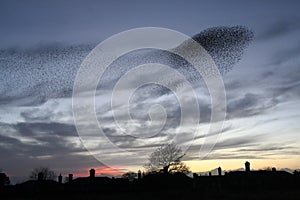 Murmuration at Dusk