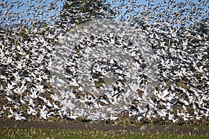 Murmuration of Snow Geese after migrating from Wrangel, Alaska.