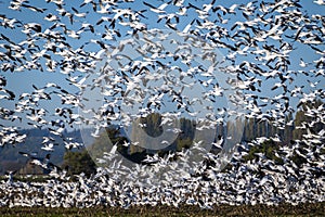 Murmuration of Snow Geese after migrating from Wrangel, Alaska.