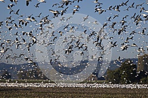 Murmuration of Snow Geese after migrating from Wrangel, Alaska.