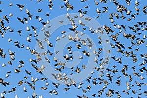 Murmuration starlings on blue sky