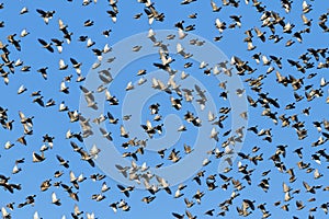 Murmuration starlings on blue sky