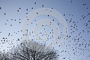 Murmuration of Starlings in Flight photo