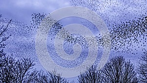 Murmuration of Starlings Milton Keynes